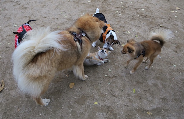 Chiens jouant parc